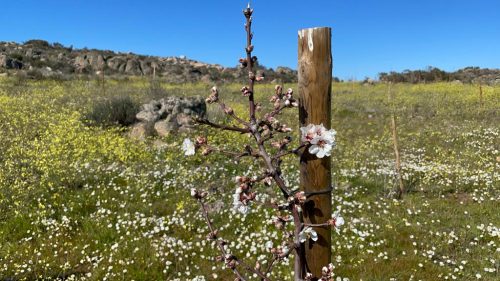Agroforestry in Waddinxveen en Portugal: Carbon removal via European Reforestation fields preventing desertification