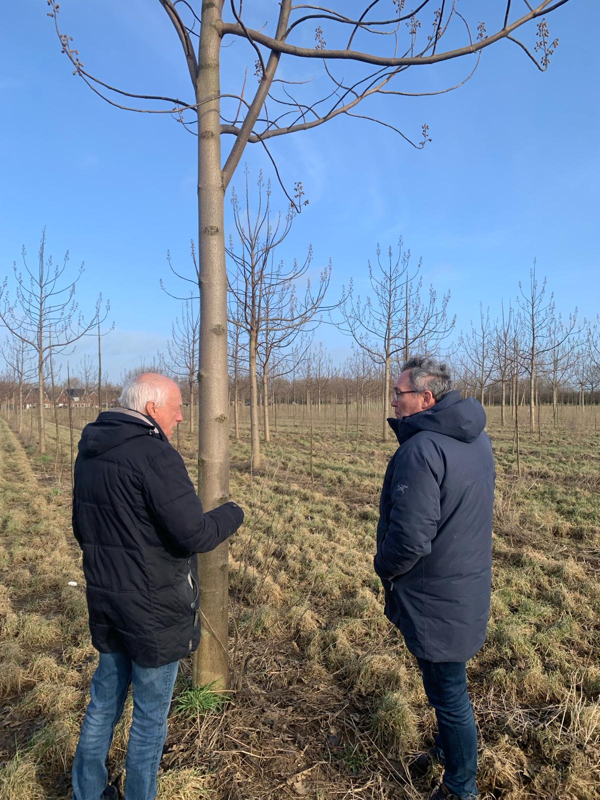 EUNED PAULO24 Paulownia trees and the centre of excellence for Paulownia trees in the Netherlands