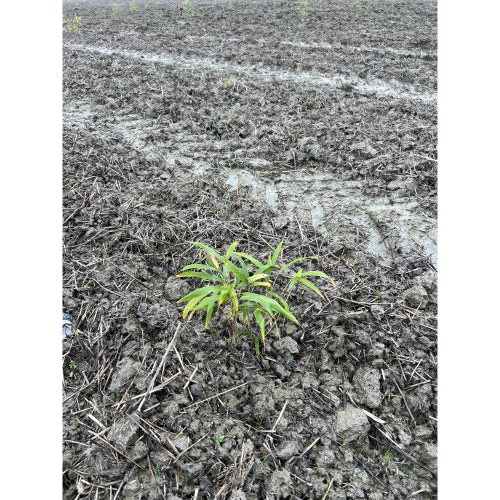 Bamboologic Gaetán Jimienez: Carbon removal via European bamboo fields