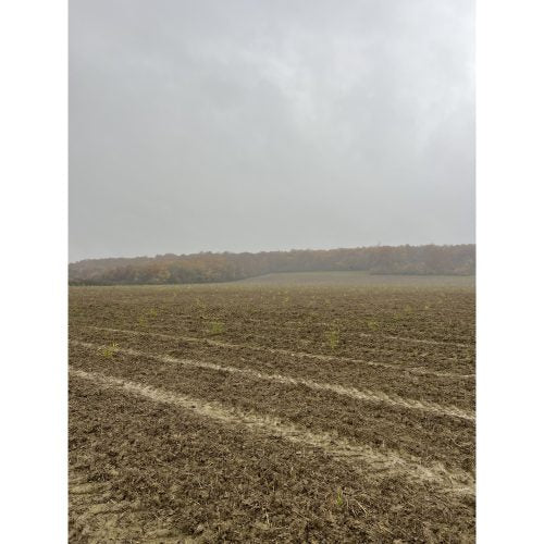 Bamboologic Gaetán Jimienez: Carbon removal via European bamboo fields