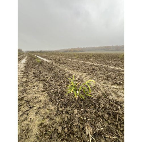 Bamboologic Gaetán Jimienez: Carbon removal via European bamboo fields
