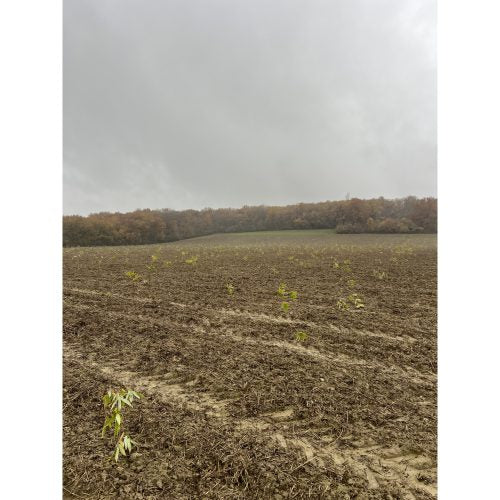 Bamboologic Gaetán Jimienez: Carbon removal via European bamboo fields