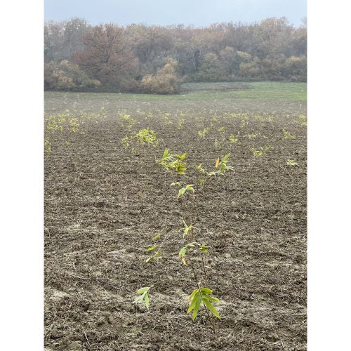 Bamboologic Gaetán Jimienez: Carbon removal via European bamboo fields