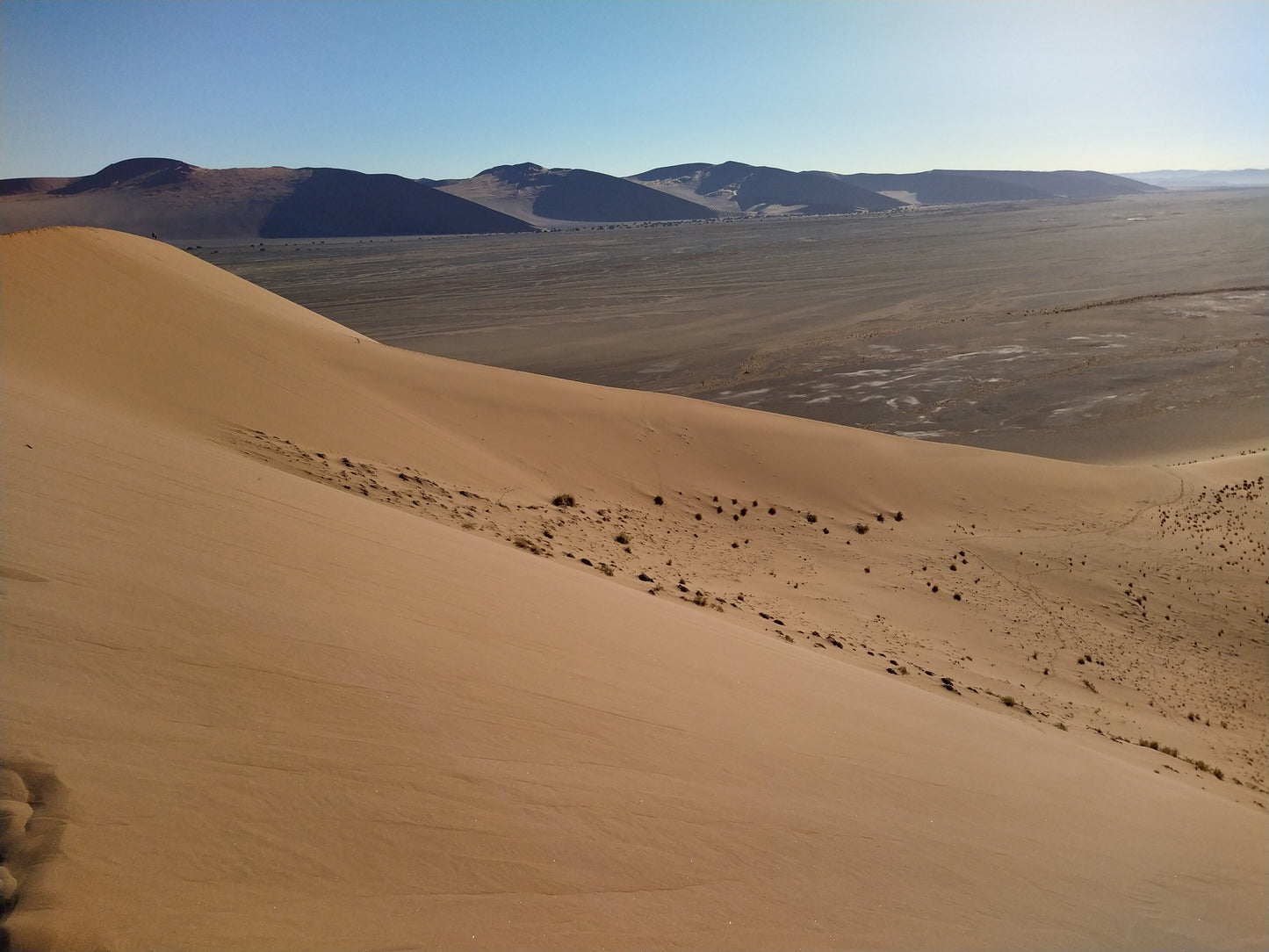 AFRSA VREDE24 Desert turned into forest with innovative irrigation systems near Vredendal, South Africa