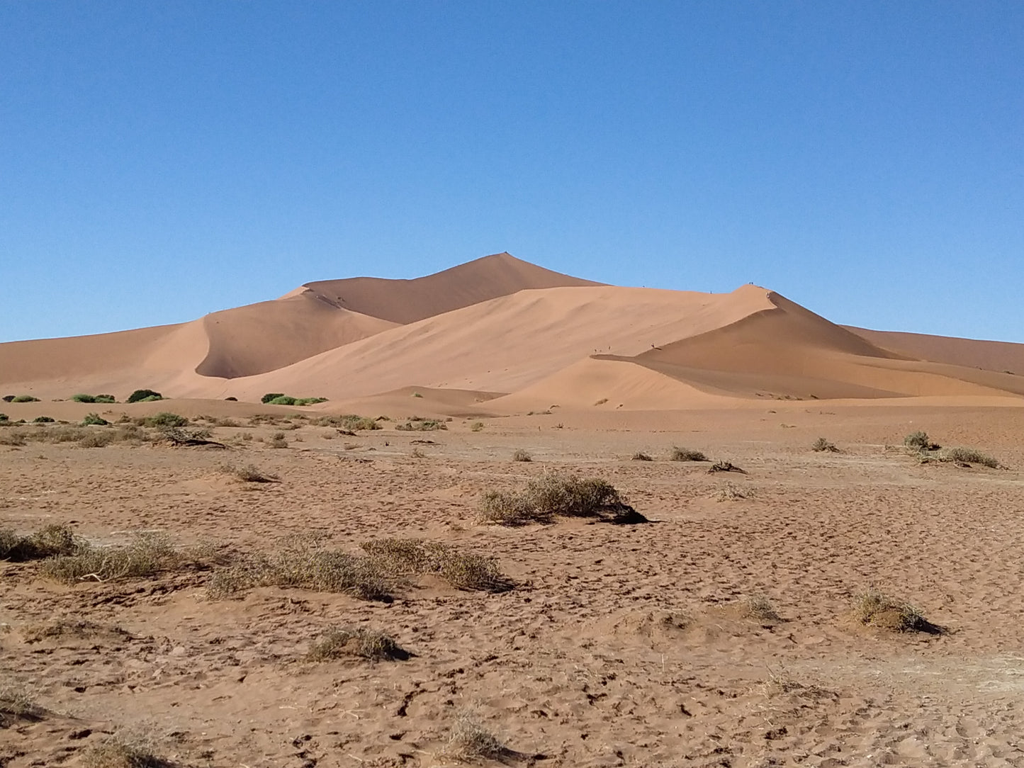 AFRSA VREDE24 Desert turned into forest with innovative irrigation systems near Vredendal, South Africa