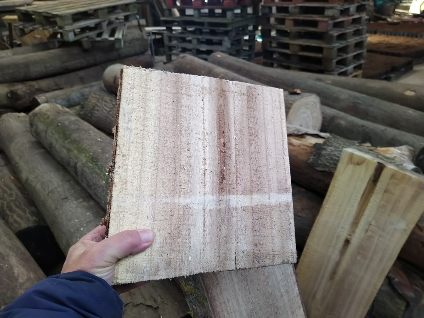 EUNED PAULO24 Paulownia trees and the centre of excellence for Paulownia trees in the Netherlands