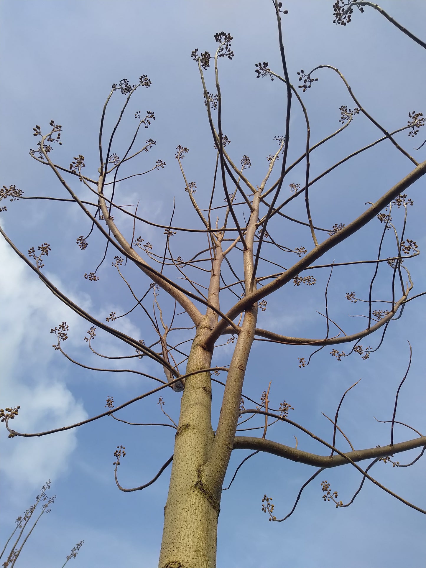 EUNED PAULO24 Paulownia trees and the centre of excellence for Paulownia trees in the Netherlands