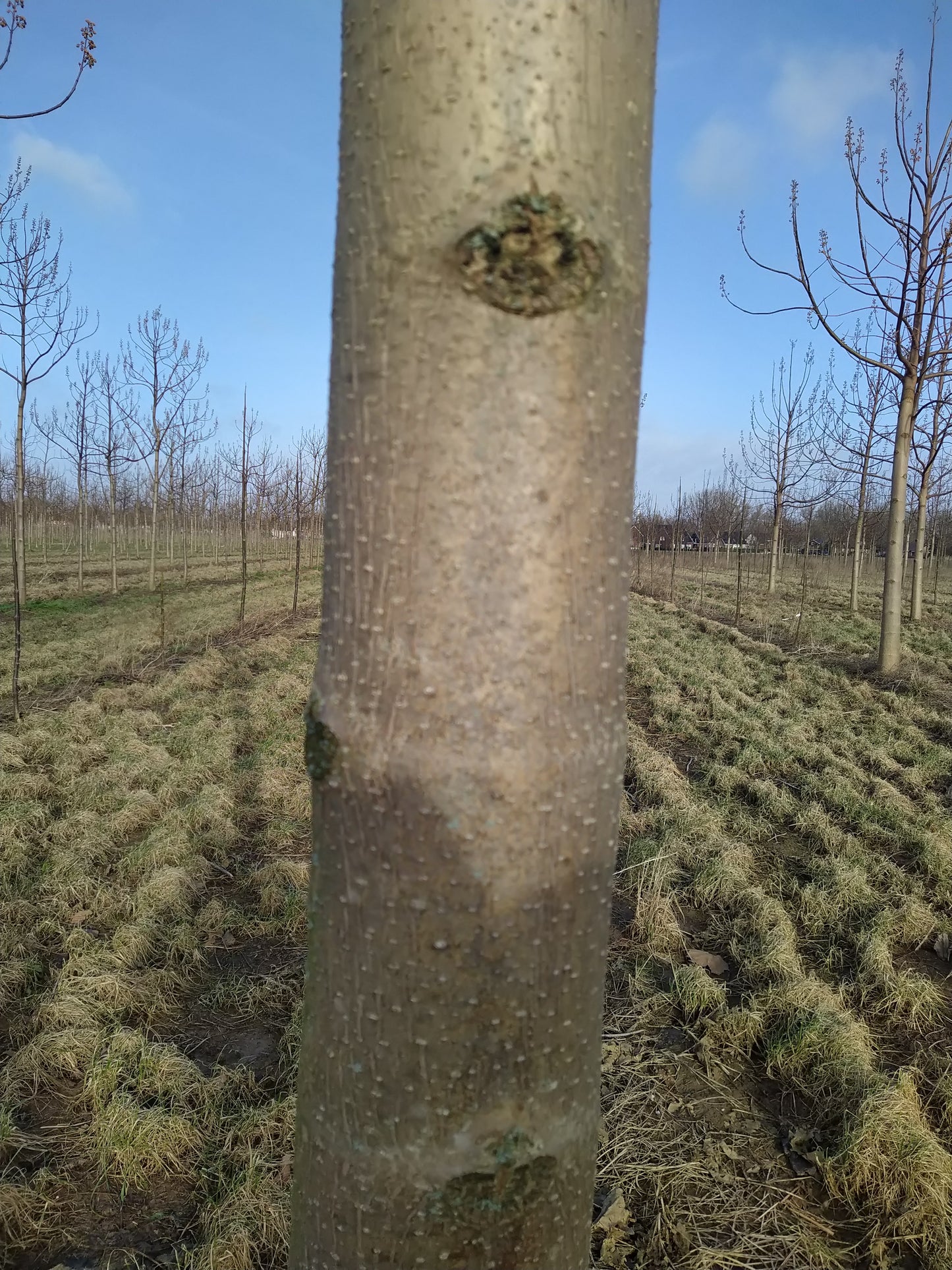 EUNED PAULO24 Paulownia trees and the centre of excellence for Paulownia trees in the Netherlands