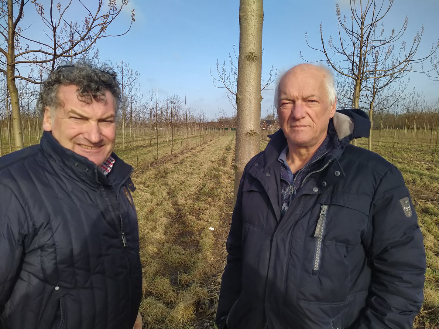 EUNED PAULO24 Paulownia trees and the centre of excellence for Paulownia trees in the Netherlands