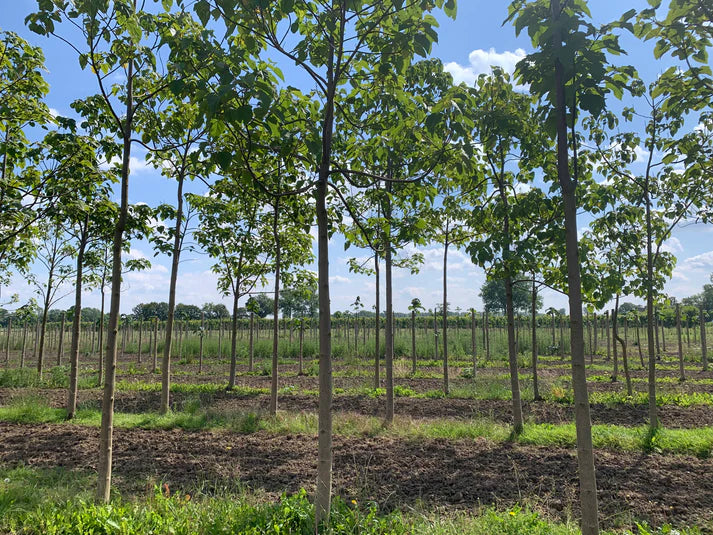 EUNED PAULO24 Paulownia trees and the centre of excellence for Paulownia trees in the Netherlands