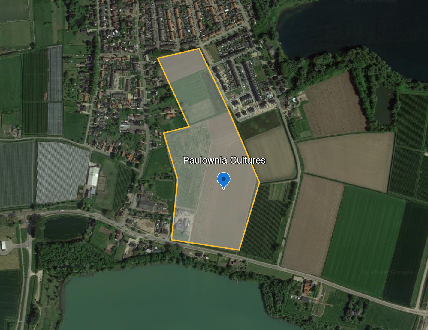 EUNED PAULO24 Paulownia trees and the centre of excellence for Paulownia trees in the Netherlands
