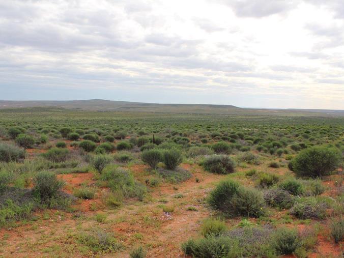 AFRSA VREDE24 Desert turned into forest with innovative irrigation systems near Vredendal, South Africa