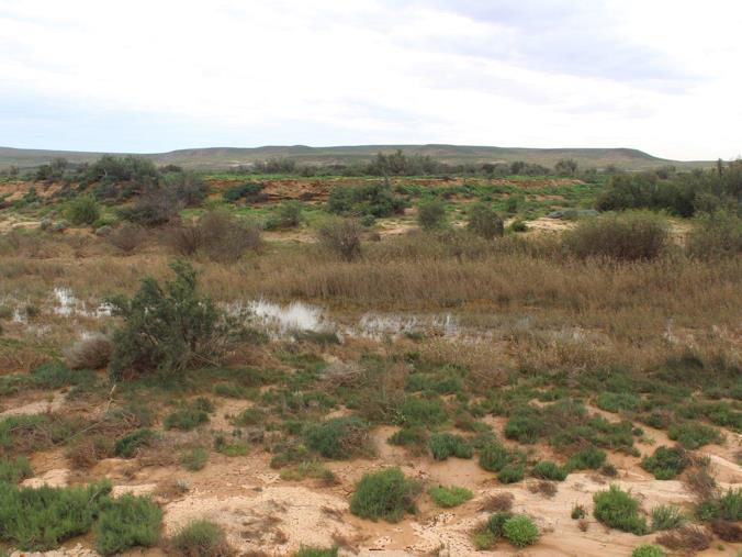 AFRSA VREDE24 Desert turned into forest with innovative irrigation systems near Vredendal, South Africa