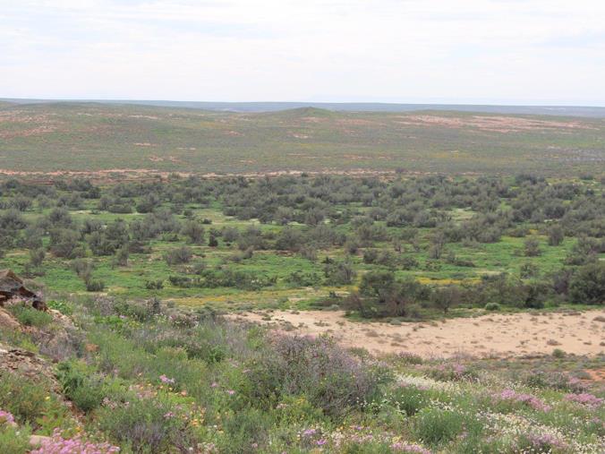 AFRSA VREDE24 Desert turned into forest with innovative irrigation systems near Vredendal, South Africa