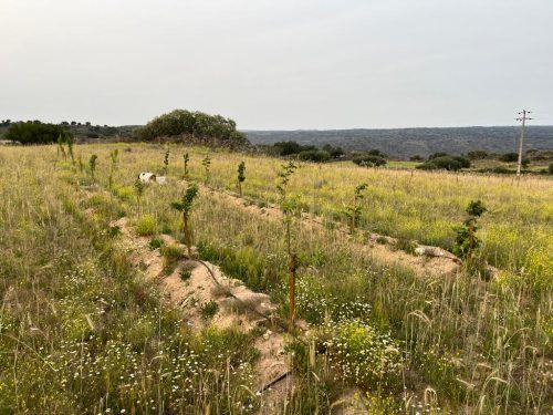 Agroforestry in Waddinxveen en Portugal: Carbon removal via European Reforestation fields preventing desertification