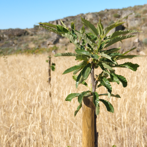 Agroforestry in Waddinxveen en Portugal: Carbon removal via European Reforestation fields preventing desertification