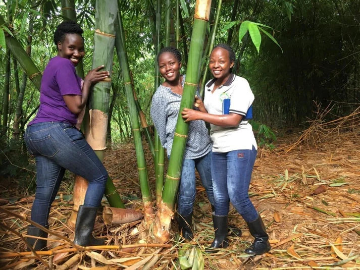 Bamboo Village Nieuwkoop and Uganda: Carbon removal via bamboo farming