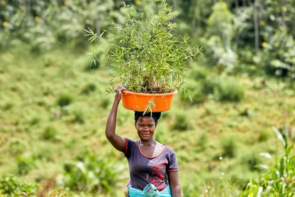 Bamboo Village Nieuwkoop and Uganda: Carbon removal via bamboo farming