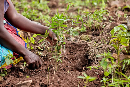 Bamboo Village Nieuwkoop and Uganda: Carbon removal via bamboo farming