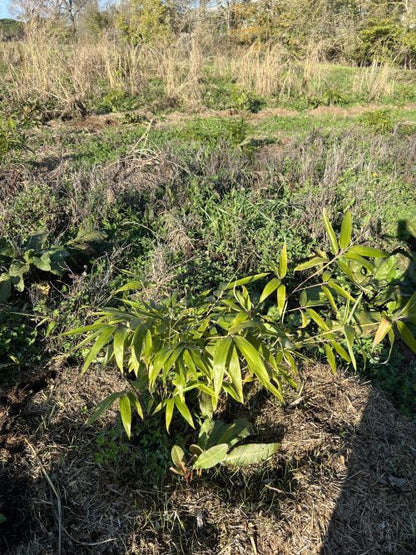 Bamboologic Blan 1: Carbon removal via European bamboo fields