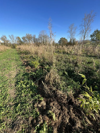 Bamboologic Blan 1: Carbon removal via European bamboo fields