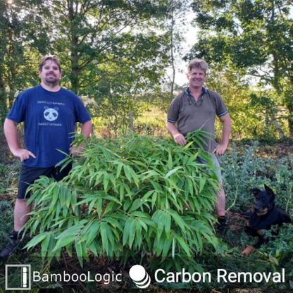 Bamboologic Blan 1: Carbon removal via European bamboo fields