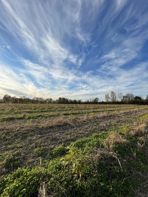 Bamboologic Blan 2: Carbon removal via European bamboo fields