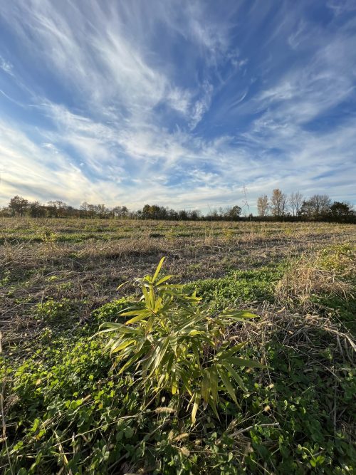 Bamboologic Blan 2: Carbon removal via European bamboo fields