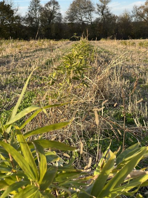 Bamboologic Blan 2: Carbon removal via European bamboo fields