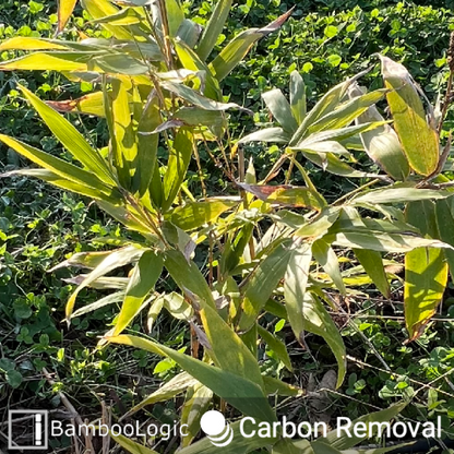 Bamboologic Blan 1: Carbon removal via European bamboo fields