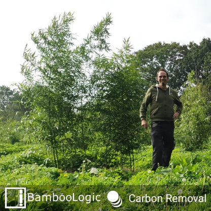 Bamboologic: Mark Oprins Carbon removal via European bamboo fields