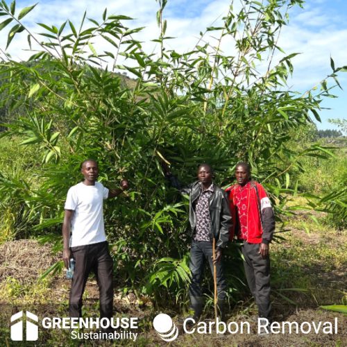 Bamboo Village Nieuwkoop and Uganda: Carbon removal via bamboo farming