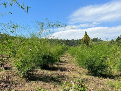 Bamboo Village Nieuwkoop and Uganda: Carbon removal via bamboo farming