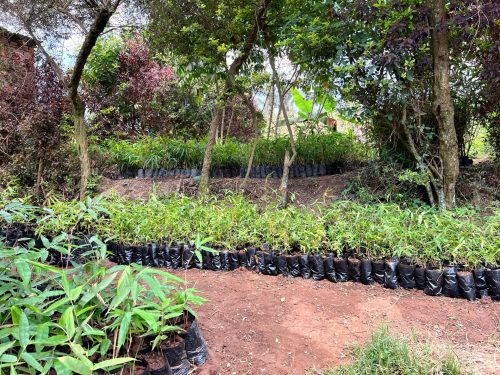 Bamboo Village Nieuwkoop and Uganda: Carbon removal via bamboo farming