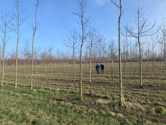 EUNED PAULO24 Area of 15 ha with Paulownia trees and the centre of excellence for Paulownia trees in the Netherlands