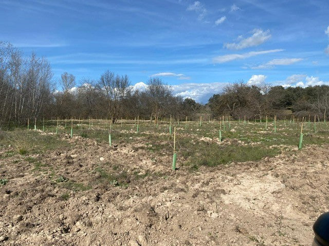 EUSPA MADRI13 Manual reforestation on 13ha with a variety of bamboo and other plants near Madrid, Spain