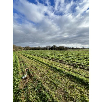 Bamboologic Yoann: Carbon removal via European bamboo fields