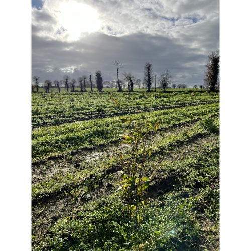 Bamboologic Yoann: Carbon removal via European bamboo fields