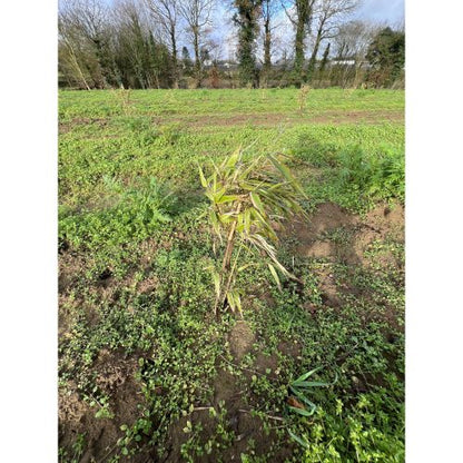 Bamboologic Yoann: Carbon removal via European bamboo fields