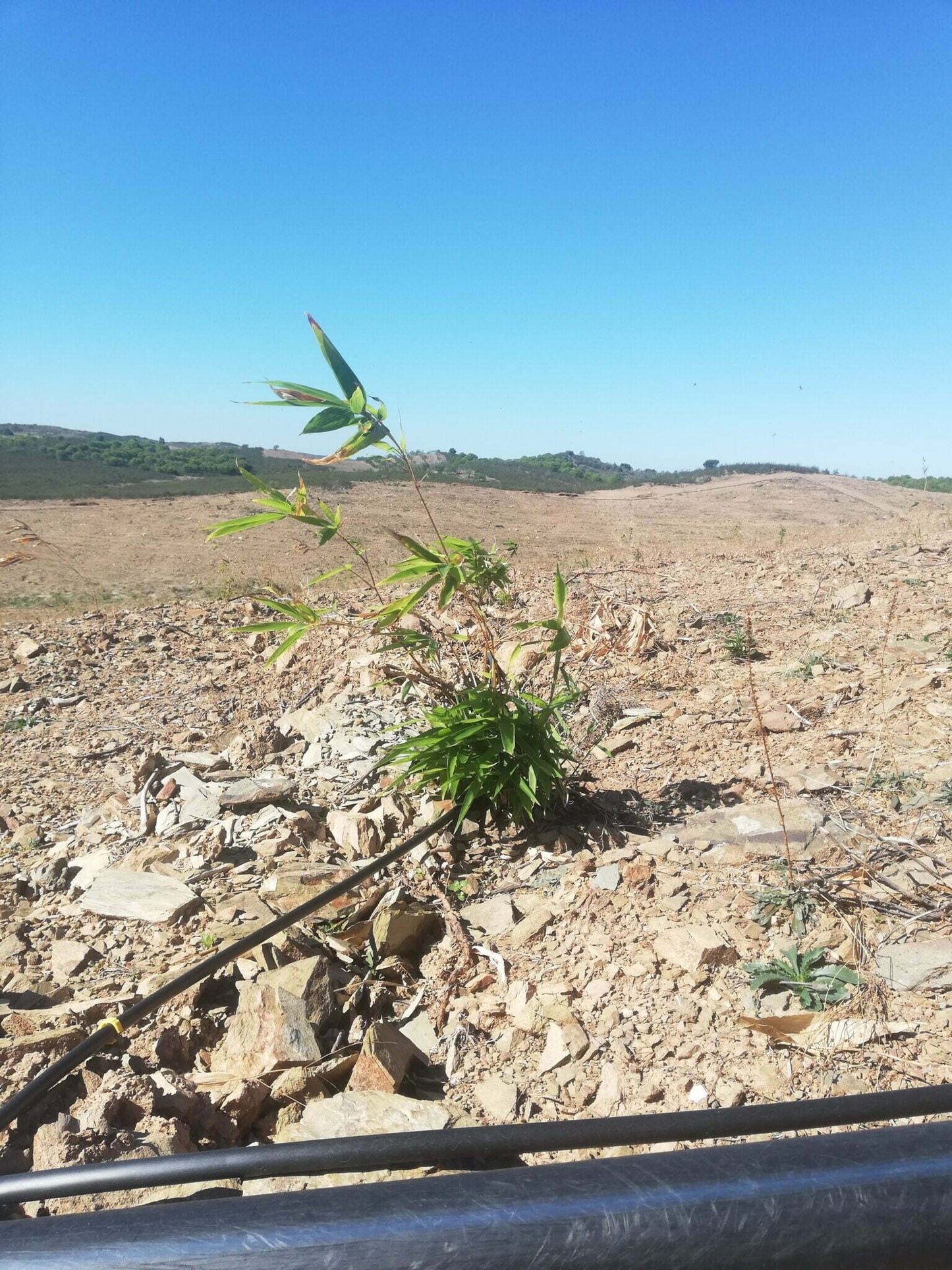 AFRSA KOEKE24 Desert converted into biodiverse Paulownia forest with education centre near Koekenaap, South Africa