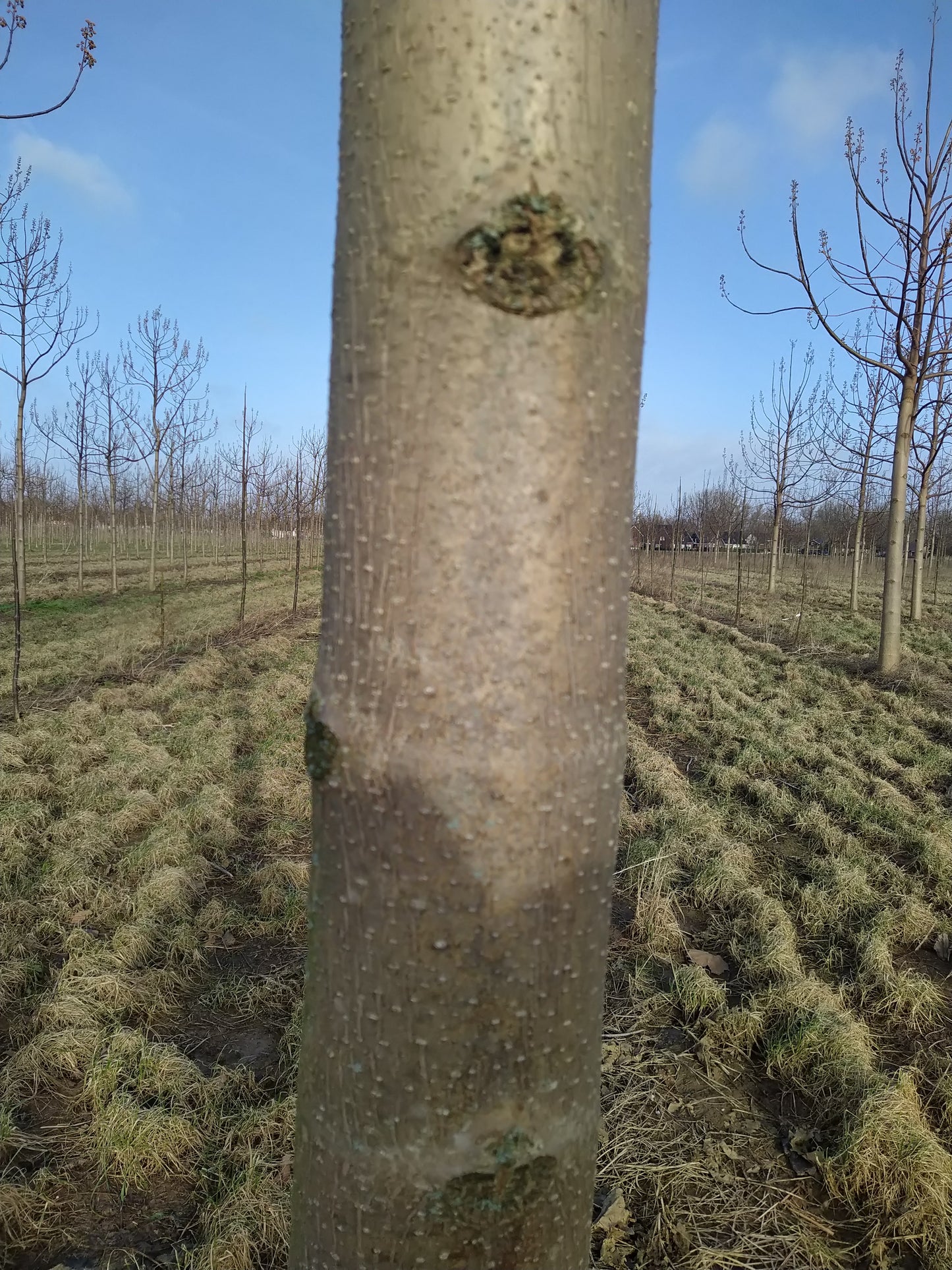 EUNED PAULO24 Area of 15 ha with Paulownia trees and the centre of excellence for Paulownia trees in the Netherlands