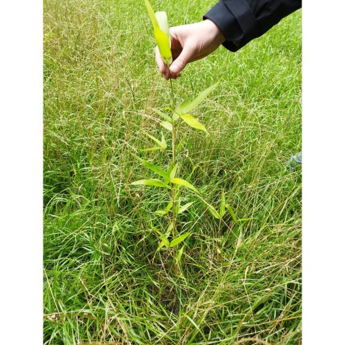 Bamboologic Mintjens: Carbon removal via European bamboo fields