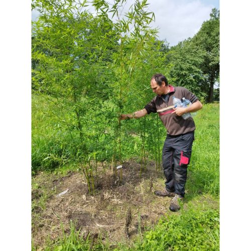 Bamboologic: Mark Oprins Carbon removal via European bamboo fields