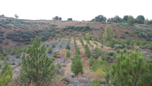 EUSPA BEMBI8 Reforestation of 9 ha old deserted cole mine with two species of pine trees near Leon, Spain
