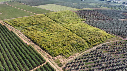 AFRSA KOEKE24 Desert converted into biodiverse Paulownia forest with education centre near Koekenaap, South Africa