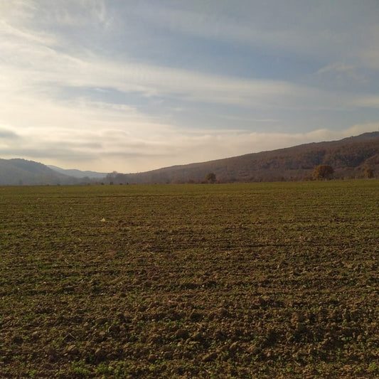 EUNMA BOKDA20 - Reforestation of 20ha unused barren land with bamboo and areas for biodiversity in Croatia