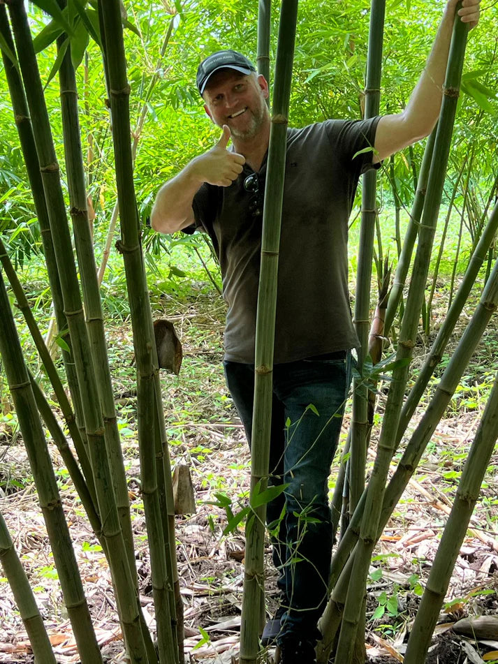 Bamboo Village Nieuwkoop and Uganda: Carbon removal via bamboo farming