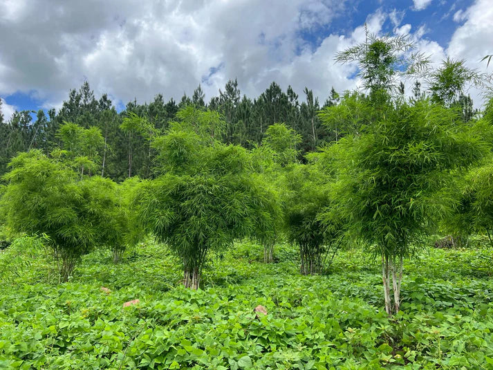 Bamboo Village Nieuwkoop and Uganda: Carbon removal via bamboo farming