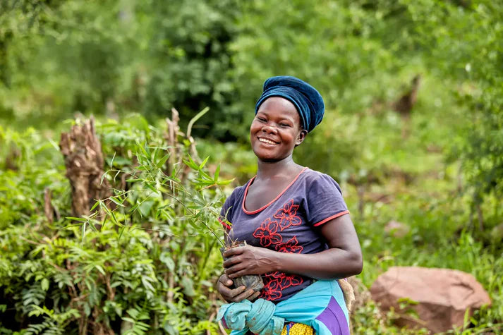 Bamboo Village Nieuwkoop and Uganda: Carbon removal via bamboo farming