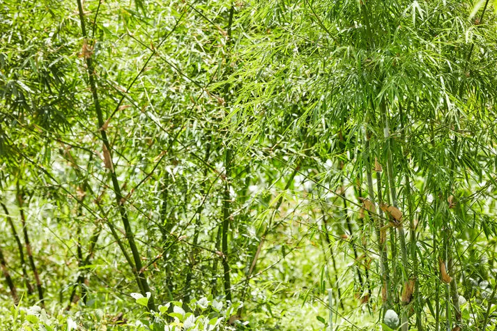 Bamboo Village Nieuwkoop and Uganda: Carbon removal via bamboo farming